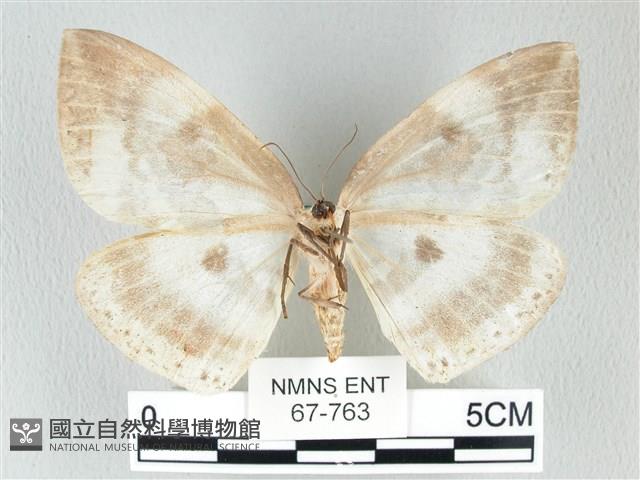 圓翅大鉤蛾藏品圖，第2張