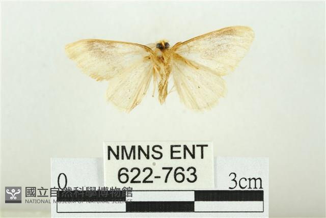 寬紋黃毒蛾藏品圖，第2張