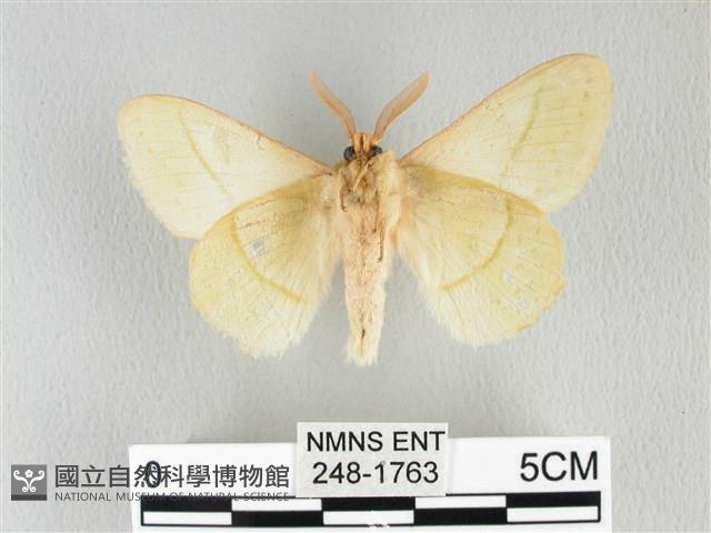 青枯葉蛾藏品圖，第2張