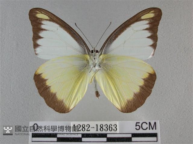 異色尖粉蝶藏品圖，第2張