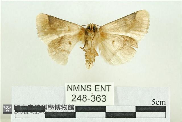 臺灣斑蕊夜蛾藏品圖，第2張