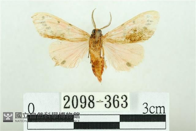 三條橙燈蛾藏品圖，第2張