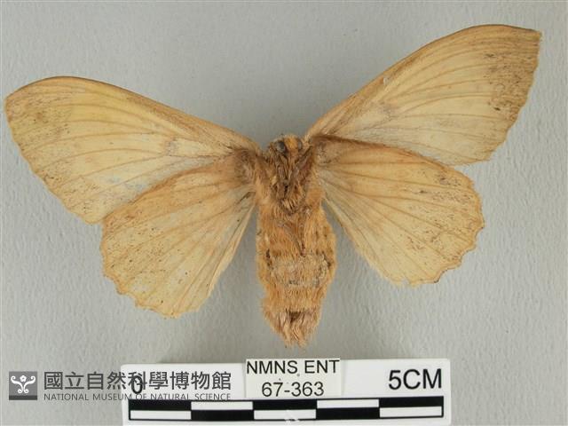 青枯葉蛾藏品圖，第2張