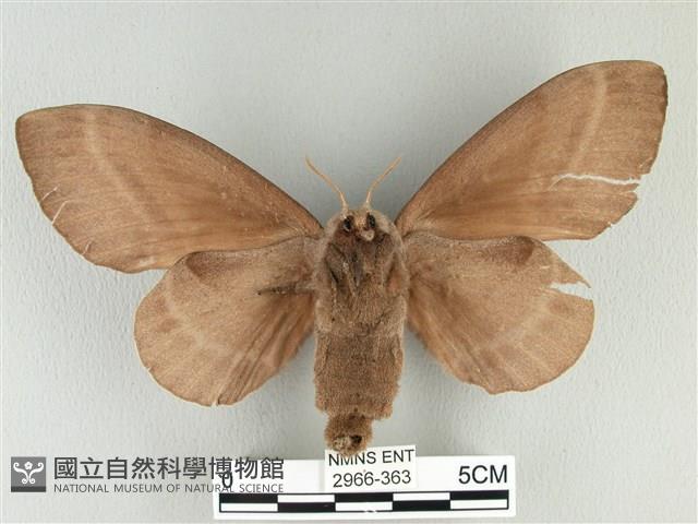 松大毛蟲藏品圖，第2張