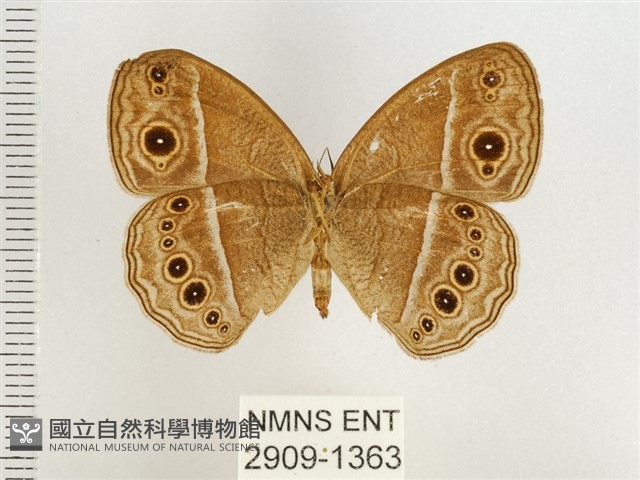 淺色眉眼蝶藏品圖，第2張