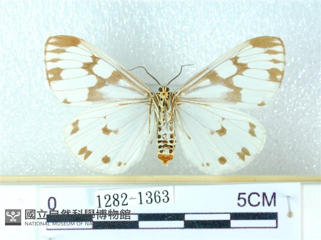 粉蝶燈蛾藏品圖，第2張