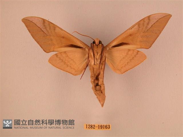 波紋豆天蛾藏品圖，第2張