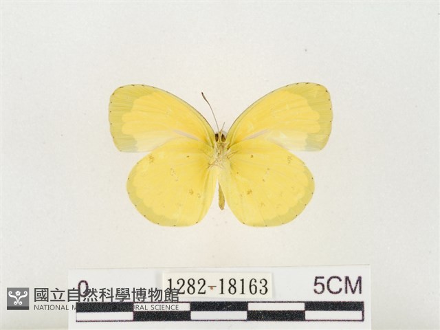 島嶼黃蝶、江崎黃蝶藏品圖，第2張