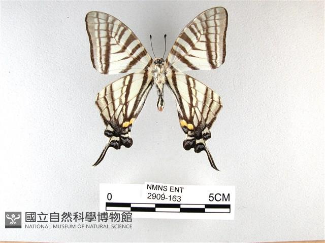 劍鳳蝶藏品圖，第2張