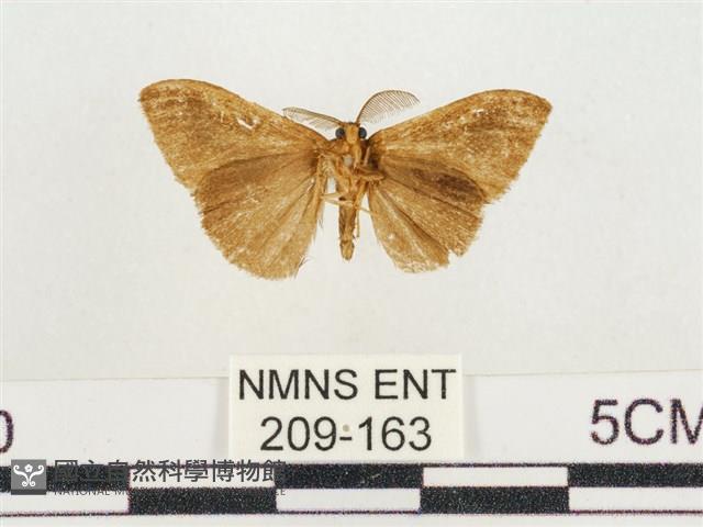 小白紋毒蛾藏品圖，第2張