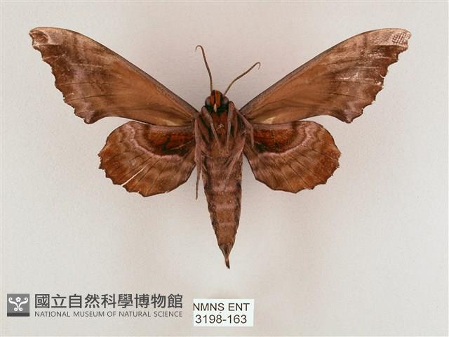 盾天蛾藏品圖，第2張