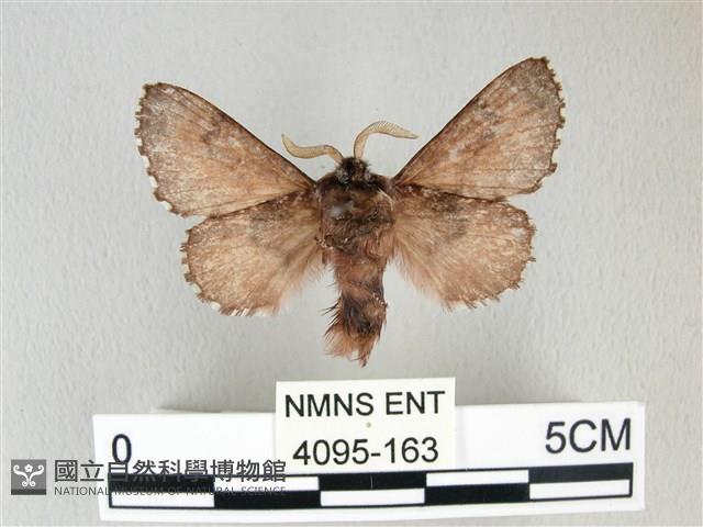 銀肩枯葉蛾藏品圖，第2張