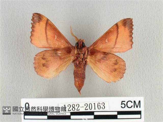 蘋毛蟲藏品圖，第2張