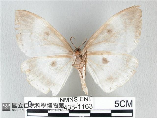 圓翅大鉤蛾藏品圖，第2張