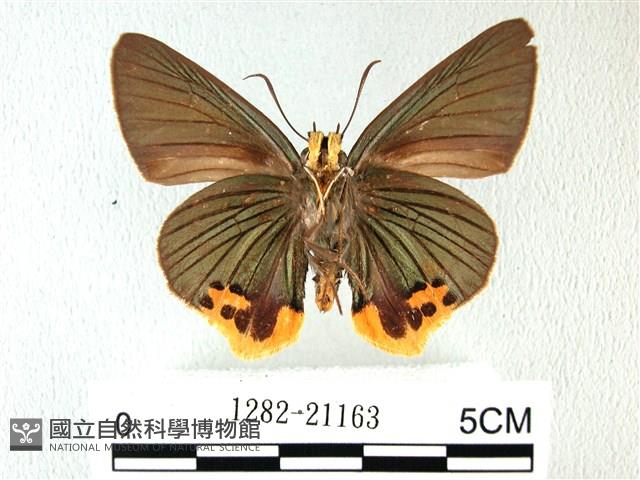 綠弄蝶藏品圖，第2張