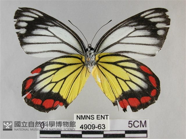 白豔粉蝶藏品圖，第2張