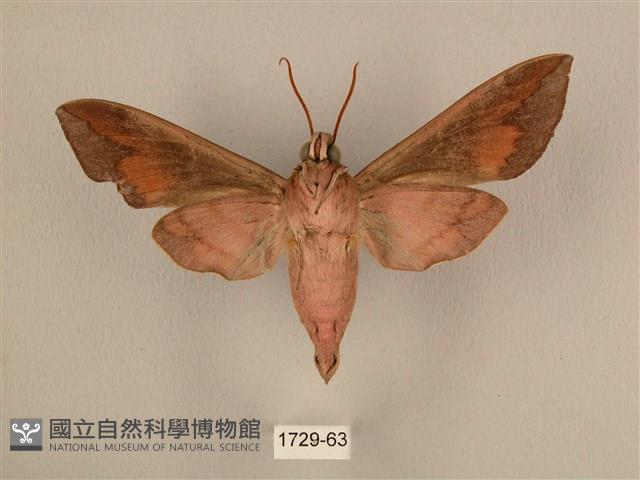 背中白天蛾藏品圖，第2張