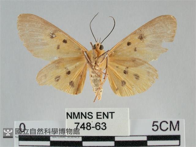 一點擬燈蛾藏品圖，第2張