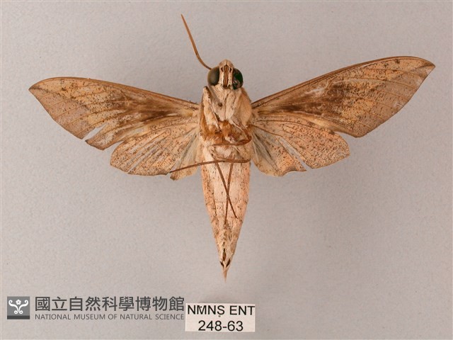 藏斜紋天蛾藏品圖，第2張