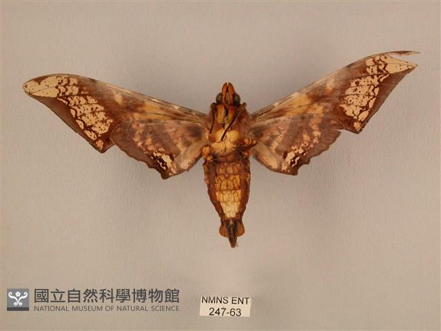 臀角斑天蛾藏品圖，第2張