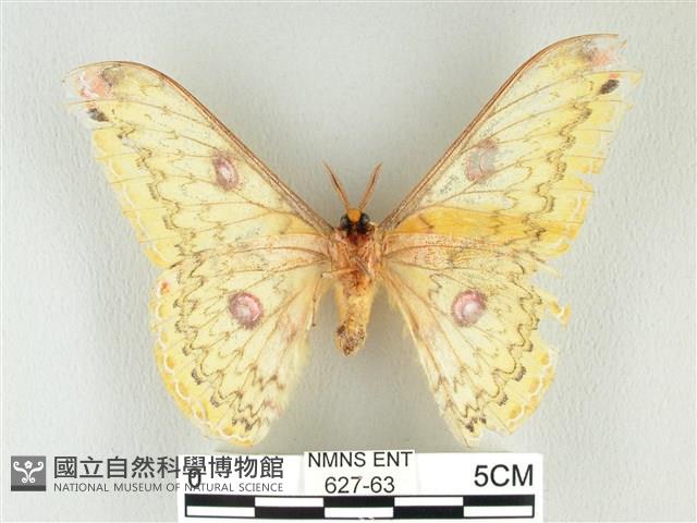 黃豹天蠶蛾藏品圖，第2張