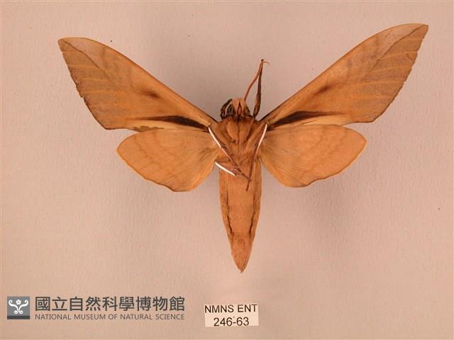 波紋豆天蛾藏品圖，第2張