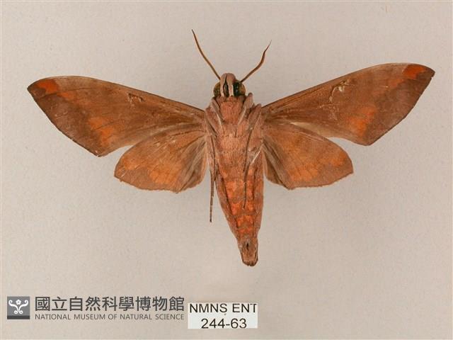 臺灣缺角天蛾藏品圖，第2張