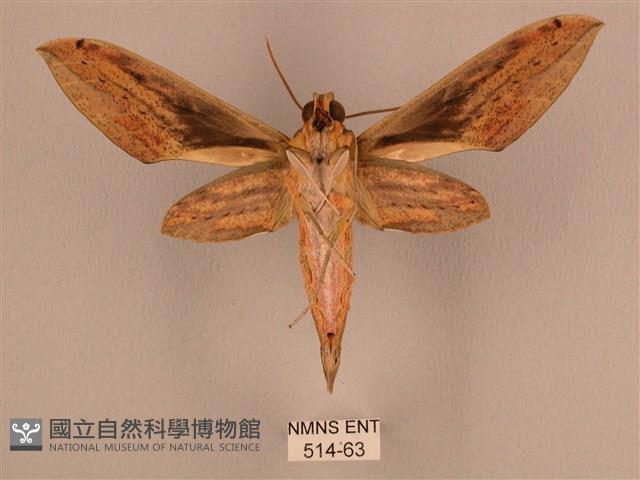 棕綠背線天蛾藏品圖，第2張