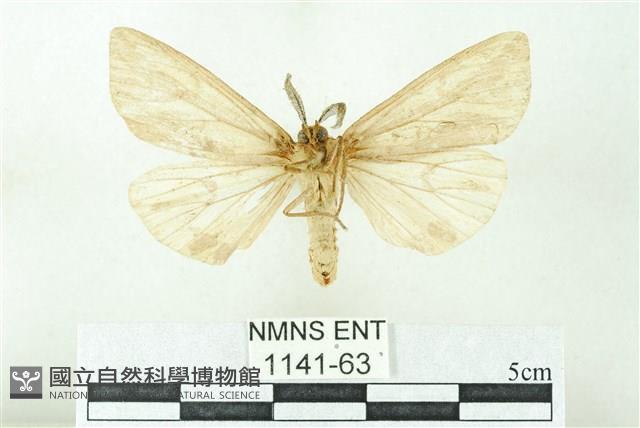 赭新污燈蛾藏品圖，第2張