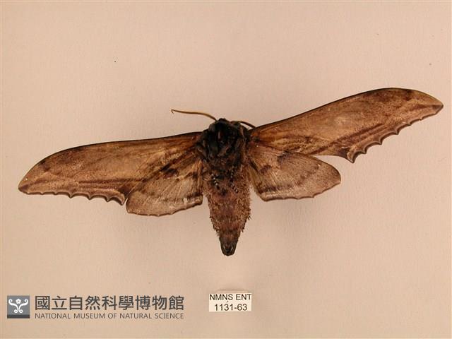 臺灣鋸翅天蛾藏品圖，第2張