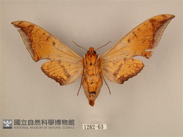 臺灣鷹翅天蛾藏品圖，第2張