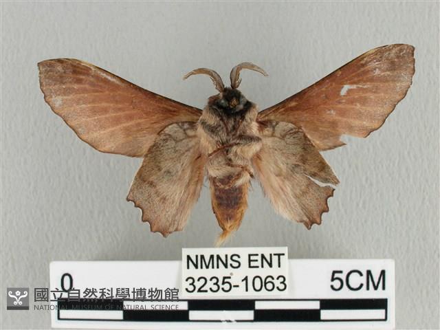 臺灣枯葉蛾藏品圖，第2張