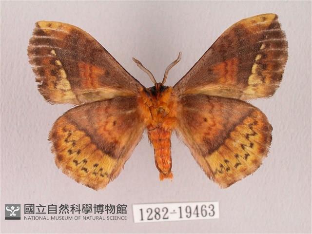 埔里帶蛾藏品圖，第2張