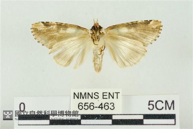 連珠波紋蛾藏品圖，第2張