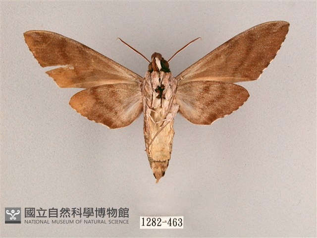 細斜紋霜天蛾藏品圖，第2張