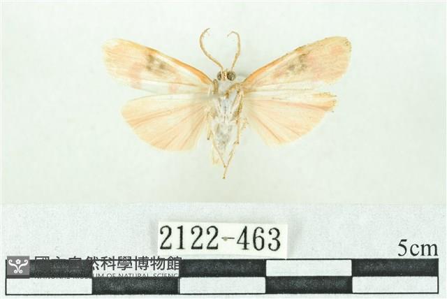 臺雪苔蛾藏品圖，第2張