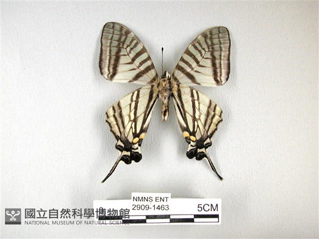劍鳳蝶藏品圖，第2張