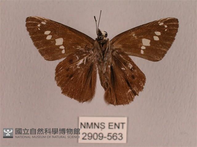 臺灣瑟弄蝶藏品圖，第2張