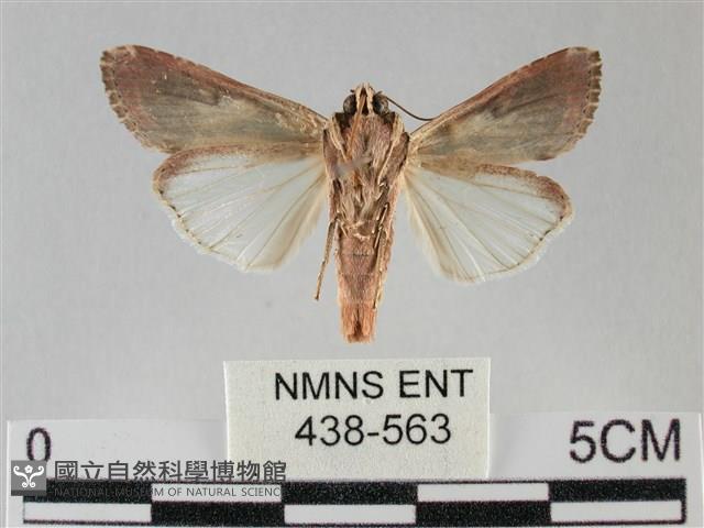 斜紋夜盜蛾藏品圖，第2張
