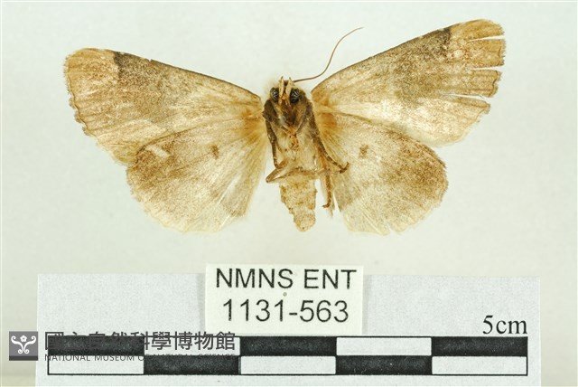 臺灣斑蕊夜蛾藏品圖，第2張