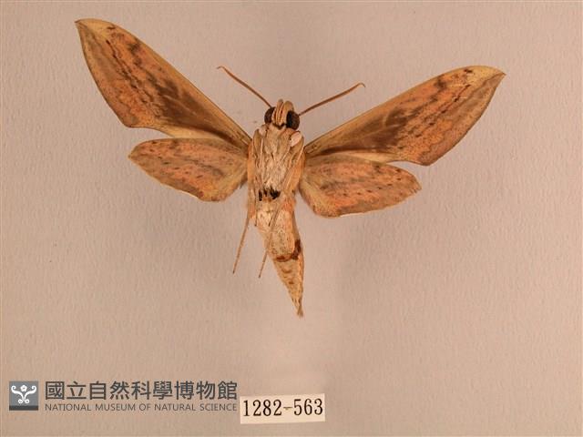 背線天蛾藏品圖，第2張