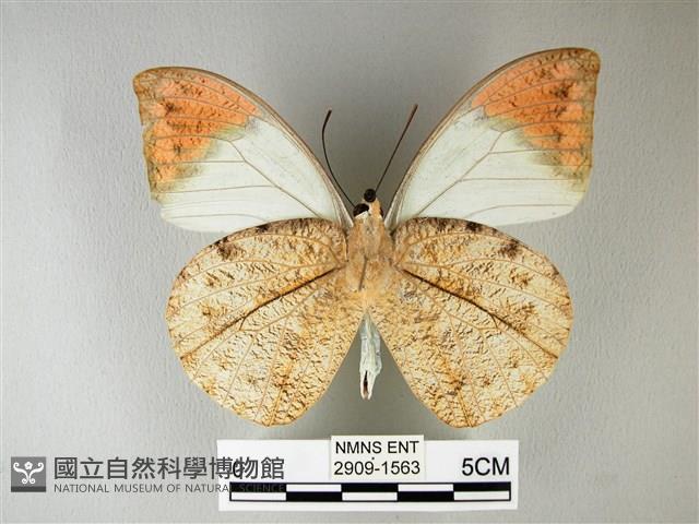 橙端粉蝶、端紅蝶藏品圖，第2張