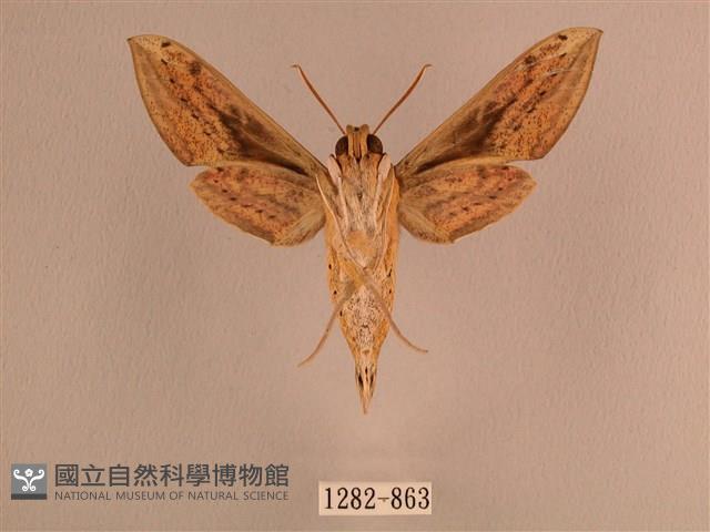 背線天蛾藏品圖，第2張