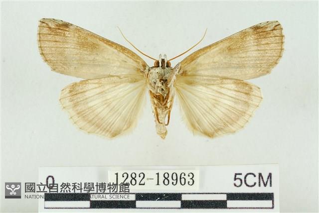 臺洒波紋蛾藏品圖，第2張