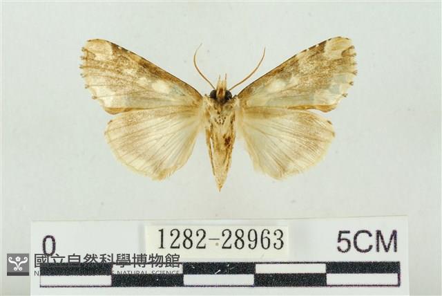 連珠波紋蛾藏品圖，第2張