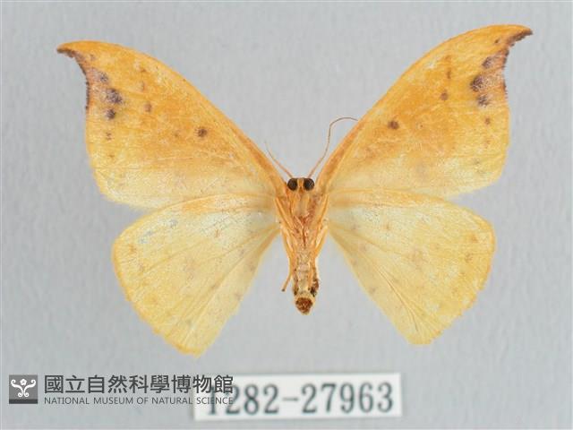 銀斑黃鉤蛾藏品圖，第2張