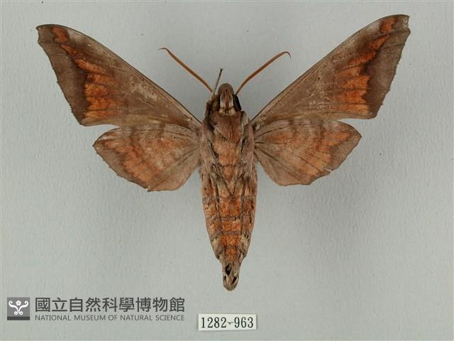 全緣缺角天蛾藏品圖，第2張