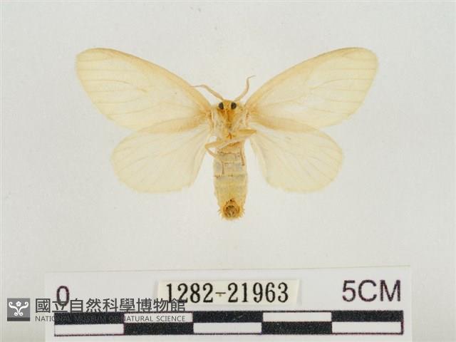 榕透翅毒蛾藏品圖，第2張