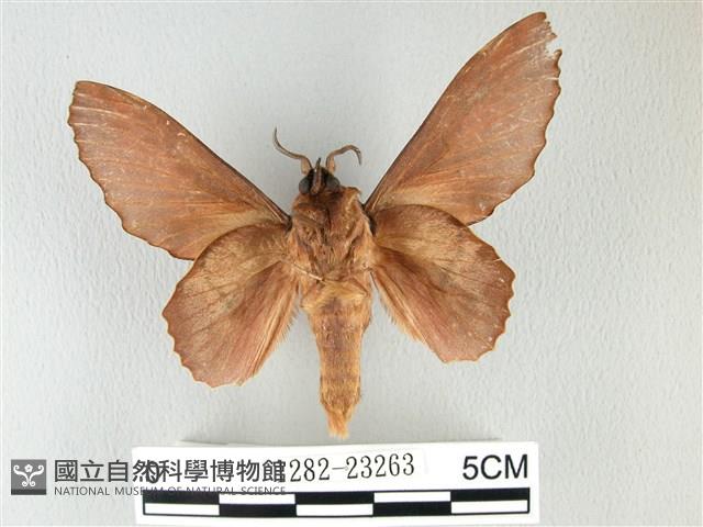 島嶼枯葉蛾藏品圖，第2張