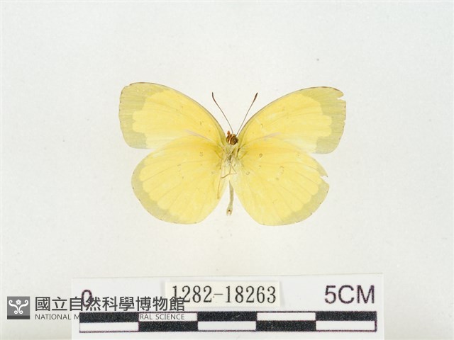 島嶼黃蝶、江崎黃蝶藏品圖，第2張
